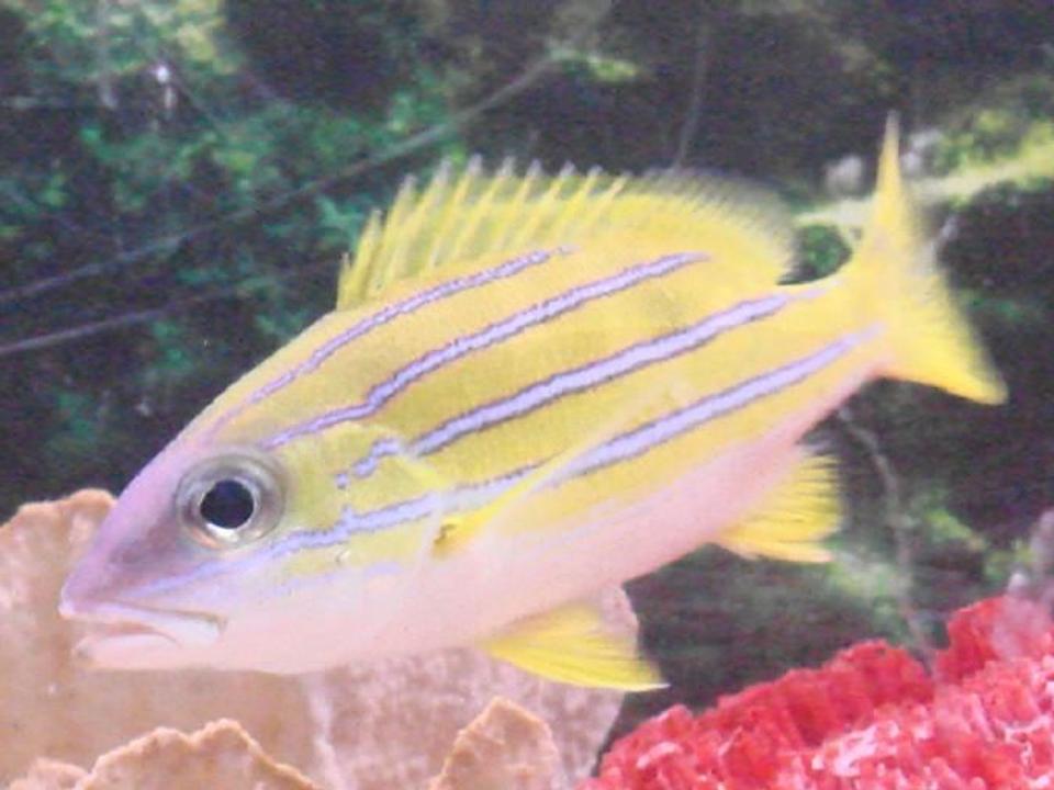 saltwater fish - lutjanus kasmira - bluestripe snapper stocking in 125 gallons tank - the snapper