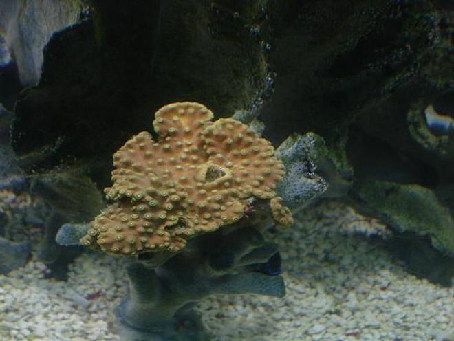 corals inverts - montipora capricornis - leaf plate montipora coral stocking in 125 gallons tank - hard coral