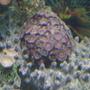 corals inverts - zoanthus sp. - button polyp, pink stocking in 125 gallons tank - nice color