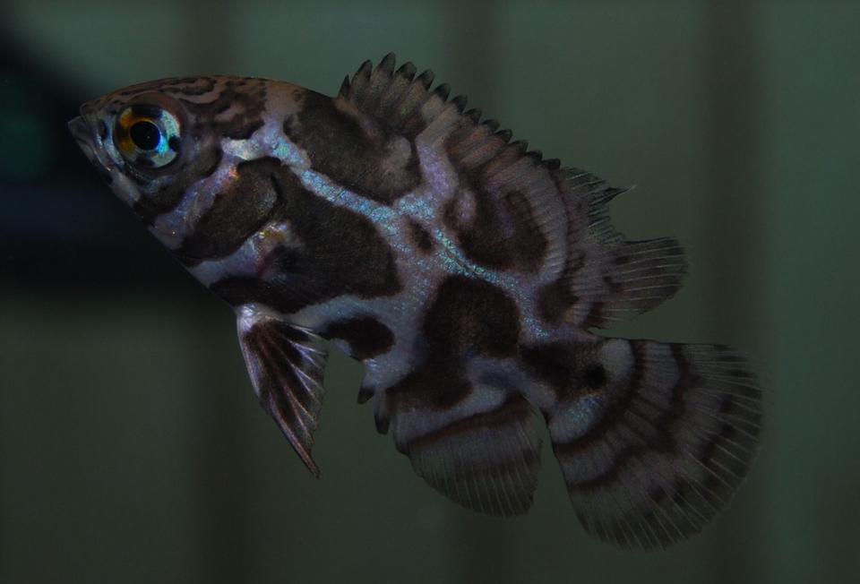 freshwater fish - astronotus ocellatus - leopard oscar stocking in 90 gallons tank - my 3/4 inch leopard oscar