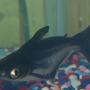 freshwater fish - pangasius hypophthalmus - iridescent shark stocking in 90 gallons tank - my 6 inch iredescent shark