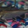 freshwater fish - arius jordani - columbian shark stocking in 90 gallons tank - my columbian shark