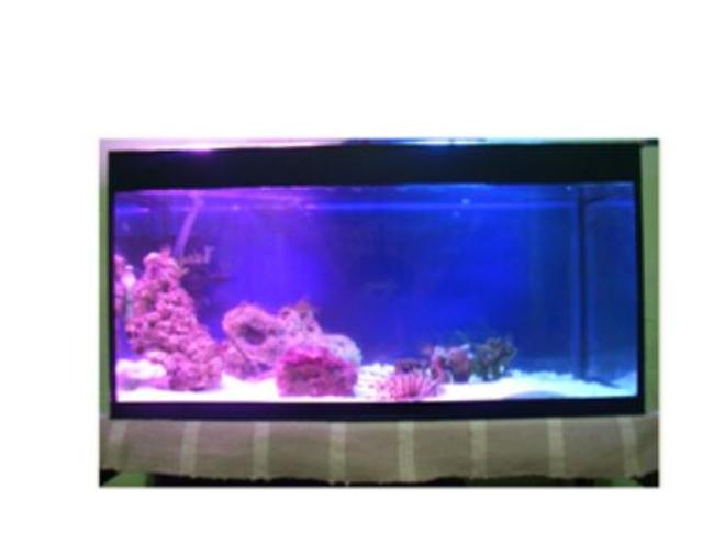 5 gallons saltwater fish tank (mostly fish, little/no live coral) - beginner