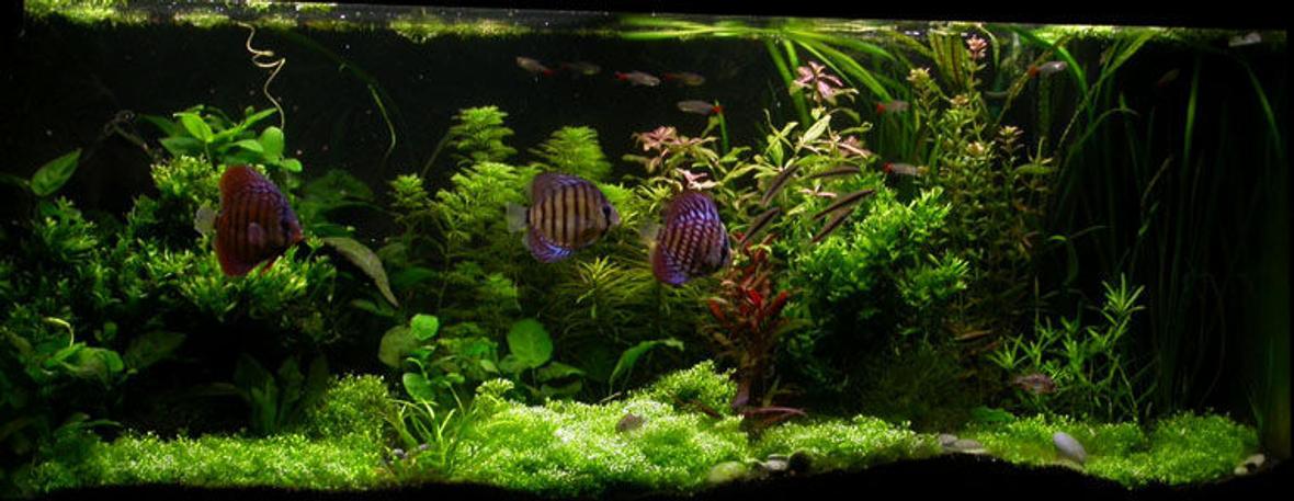 100 gallons planted tank (mostly live plants and fish) - ssssss