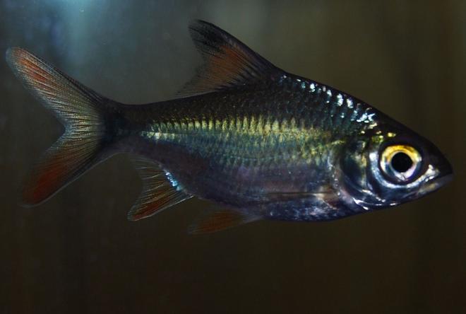 freshwater fish - barbus schwanefeldi - tinfoil red tail barb stocking in 90 gallons tank - 2 inch Tinfoil Barb