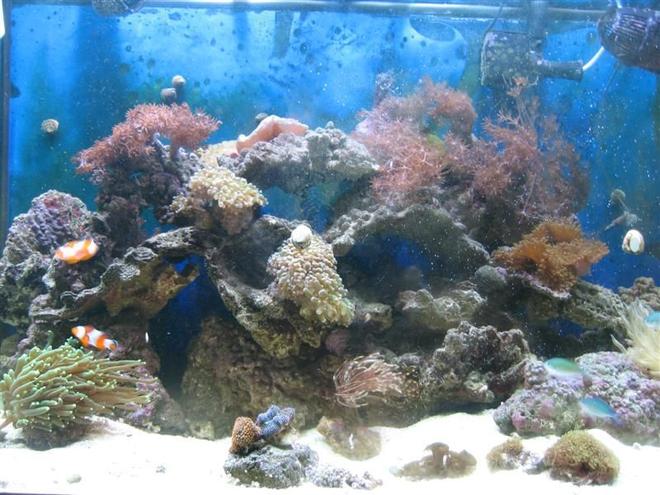 65 gallons reef tank (mostly live coral and fish) - 65 Gallon reef tank, been up and running since Aug. 07