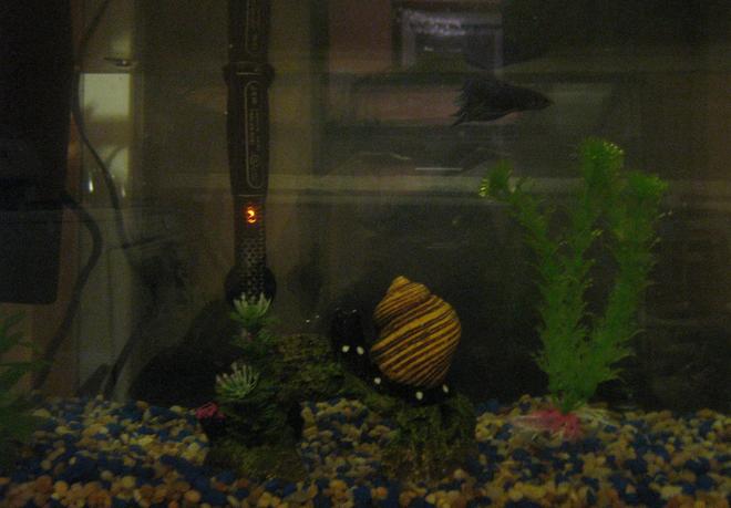 10 gallons freshwater fish tank (mostly fish and non-living decorations) - im an noob, please give me advice what to put, theres only a betta, the tanks seems lonely, what live plants can be in the tank and what fish, my betta is very peaceful,