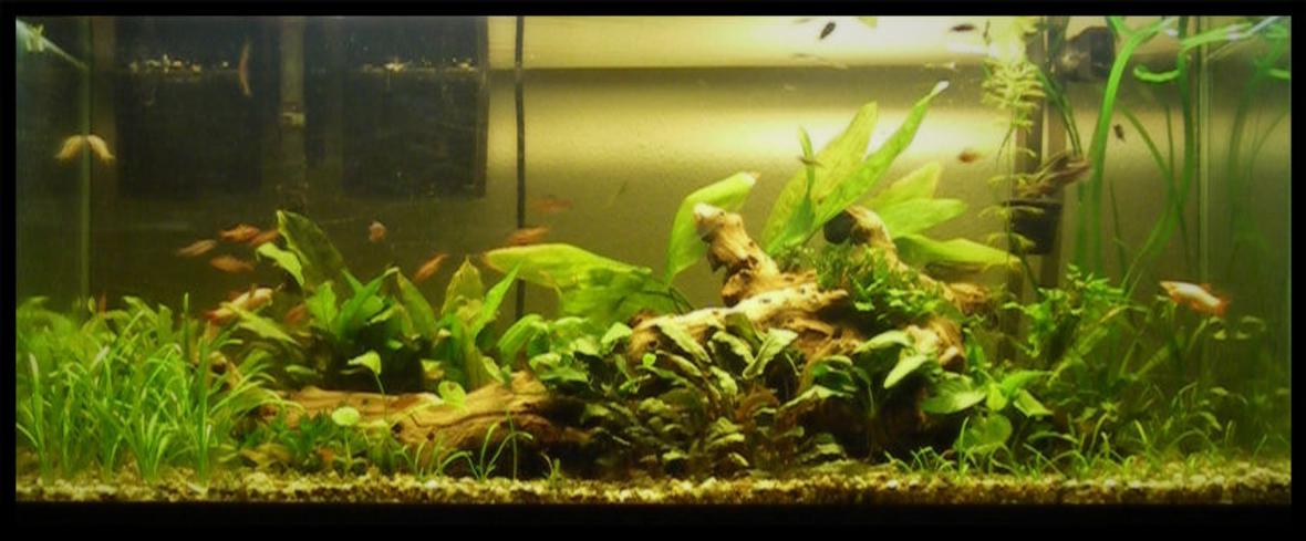 75 gallons planted tank (mostly live plants and fish) - 75g Planted. 30 species of plants and tons of fish.