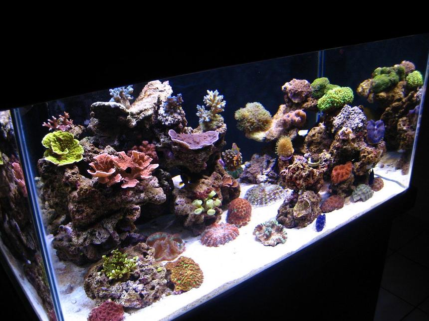 Rated #6: 90 Gallons Reef Tank - my reef tank