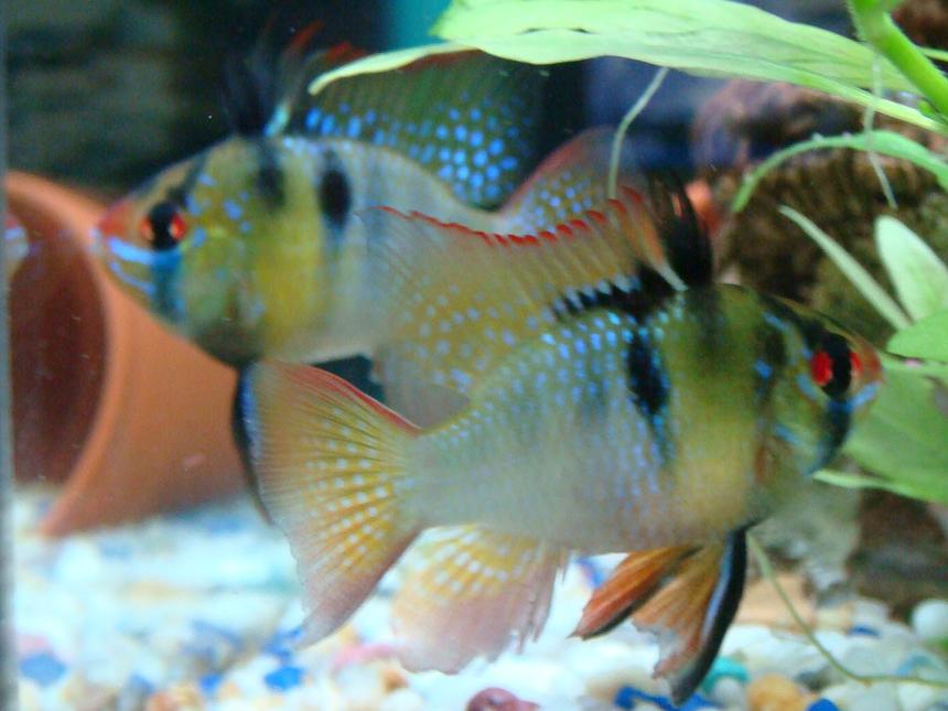 Rated #575: Freshwater Fish - Papiliochromis Ramirezi - German Blue Ram Stocking In 15 Gallons Tank - my blue rams together