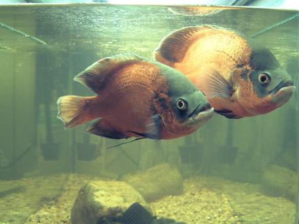 freshwater fish - astronotus ocellatus - red oscar stocking in 75 gallons tank - Red Oscars, mated pair,12