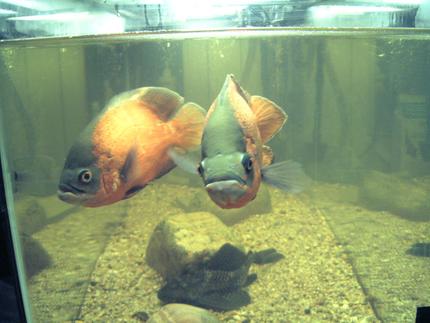freshwater fish - astronotus ocellatus - red oscar stocking in 75 gallons tank - Red Oscars, mated pair,12