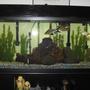 125 gallons freshwater fish tank (mostly fish and non-living decorations) - change all of the decor in my tank. did it because i added some eels and knife fish along with all the other fish 2 pacu 18 rummy nose tetras 1 snake skined 2 kissing 4 plecos 1 bala shark 2 peacock eels and black knife fish
