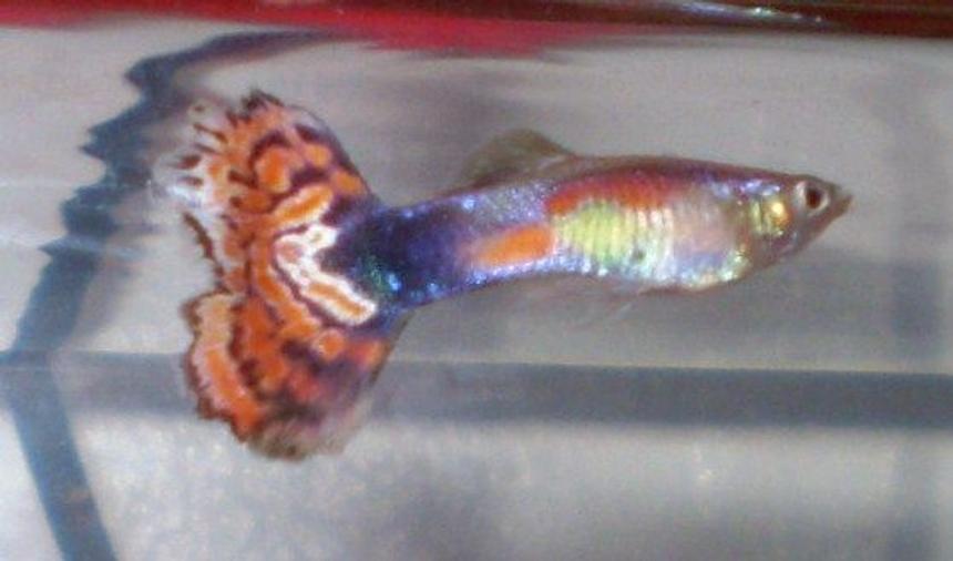 Rated #1491: Freshwater Fish - Poecilia Reticulata - Red Cobra Delta Guppy Stocking In 10 Gallons Tank - One of my male Guppies. If you know what kind it is please let me know.. Thanks!