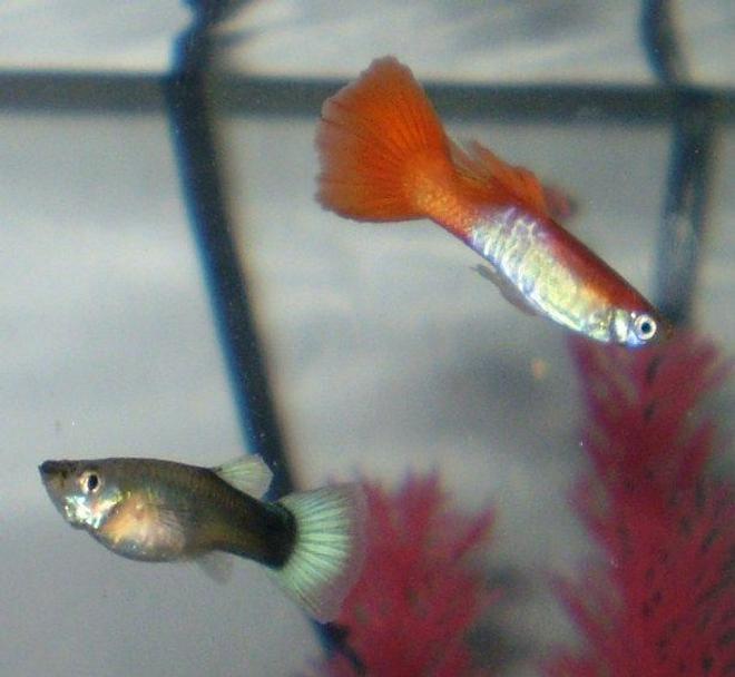 freshwater fish - poecilia reticulata - orange sunshine guppy stocking in 10 gallons tank - One of my male Guppies. If you know what kind it is please let me know.. Thanks!