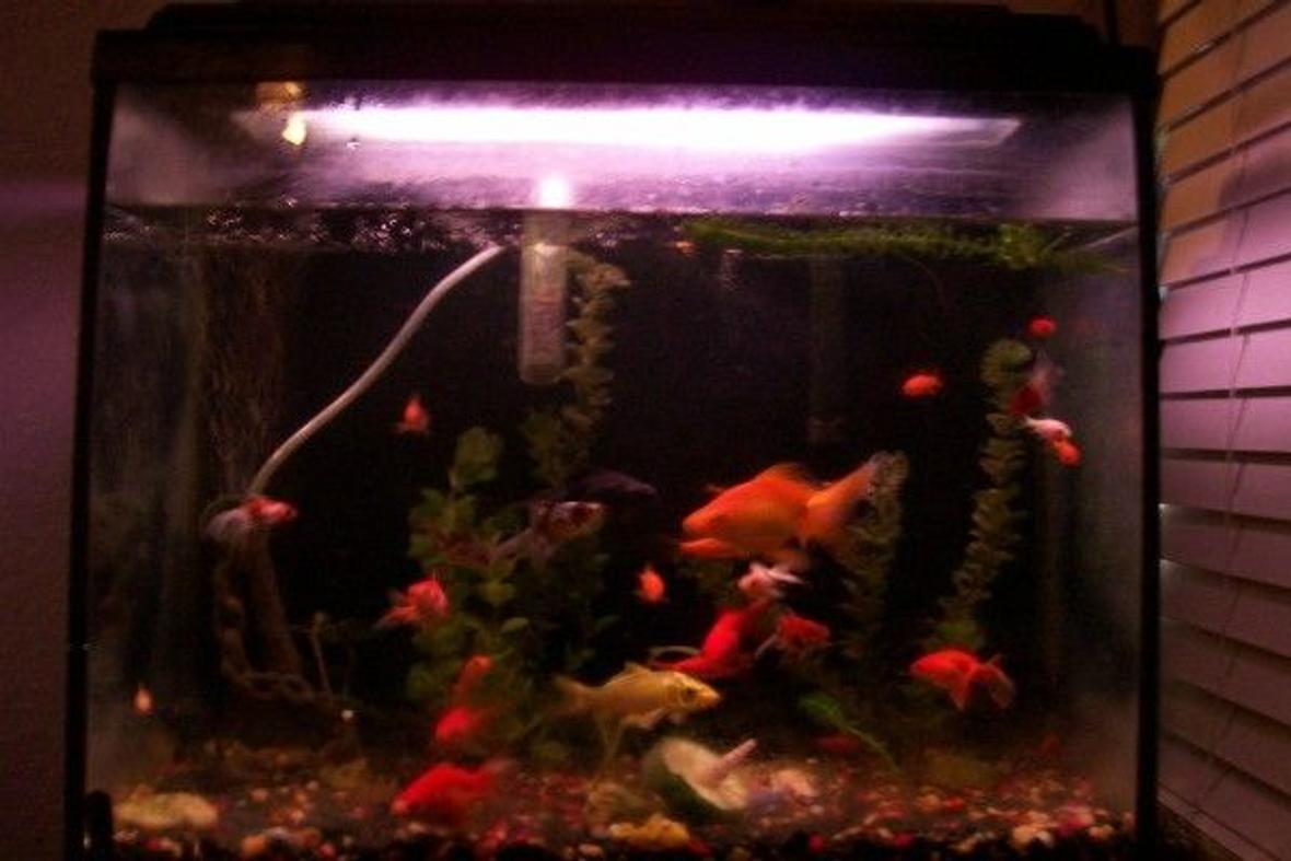 30 gallons freshwater fish tank (mostly fish and non-living decorations) - my tank, while cleaning the other ones