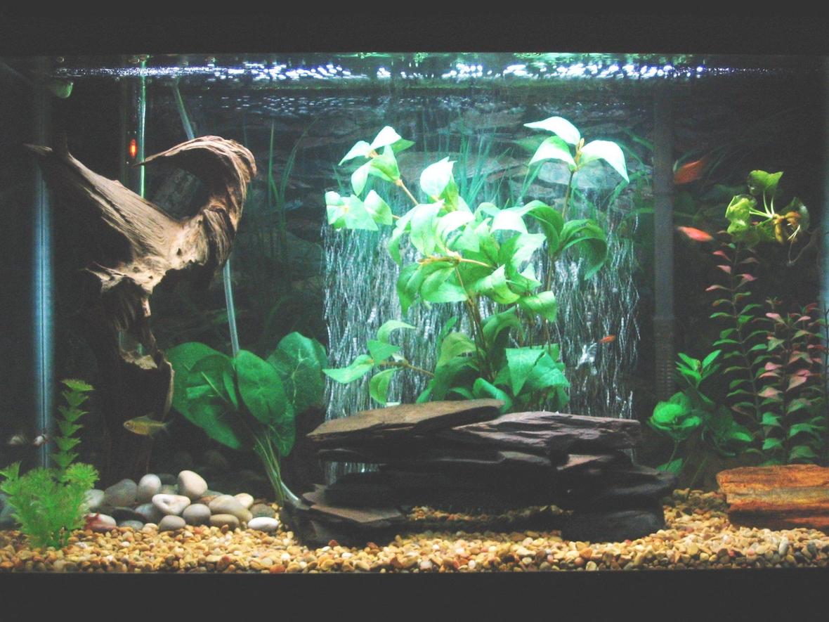 29 gallons freshwater fish tank (mostly fish and non-living decorations) - 29 gallon community