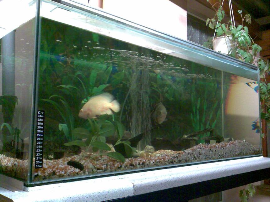 Rated #298: 66 Gallons Freshwater Fish Tank - Up and running