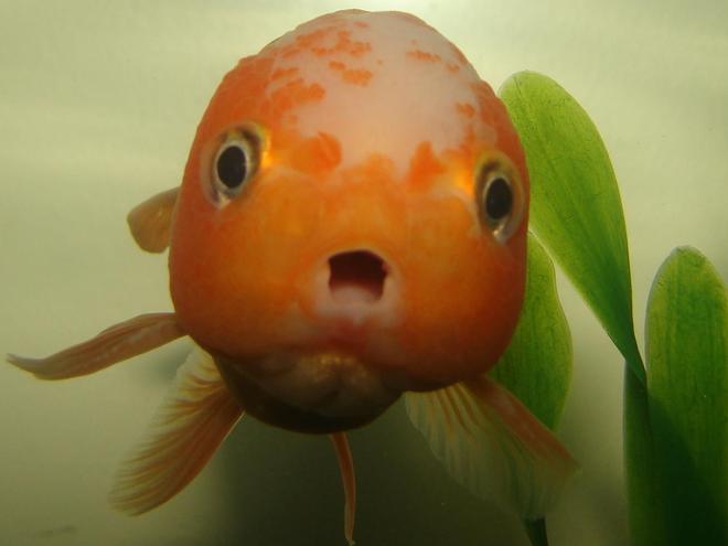 freshwater fish - carassius auratus - fancy goldfish stocking in 72 gallons tank - Turbo, the 4 yr old fancy goldfish.