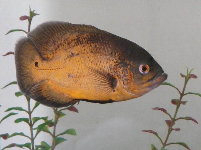 freshwater fish - astronotus ocellatus - red oscar stocking in 72 gallons tank - Peaches, our smaller oscar.