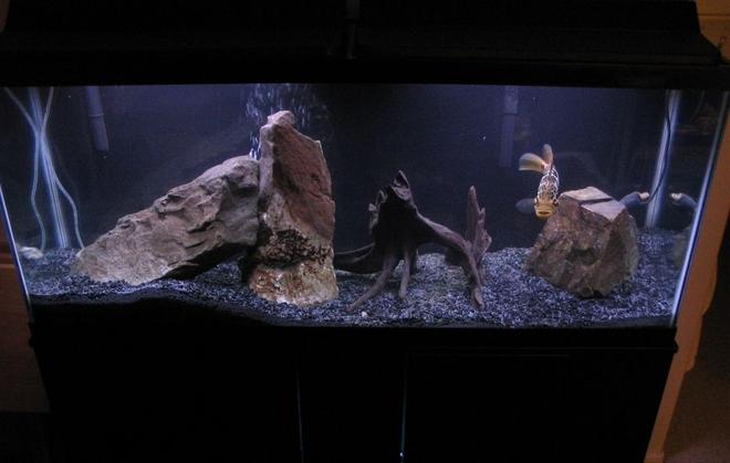 55 gallons freshwater fish tank (mostly fish and non-living decorations) - Another view of my 55 gal