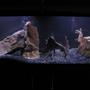 55 gallons freshwater fish tank (mostly fish and non-living decorations) - Another view of my 55 gal