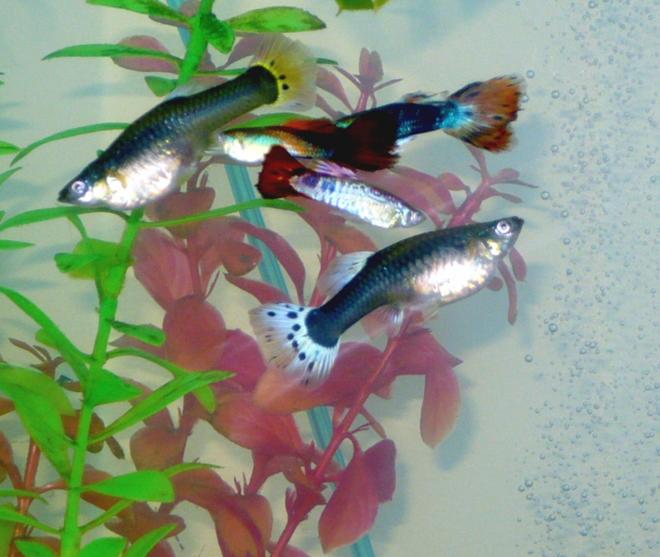 freshwater fish - poecilia reticulata - black phantom delta guppy stocking in 55 gallons tank - some of my guppies.