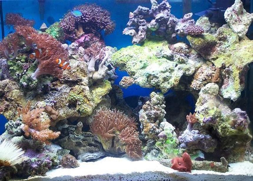 Rated #40: 20 Gallons Reef Tank - 20 gallon reef tank