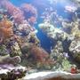 fish tank picture - another photo