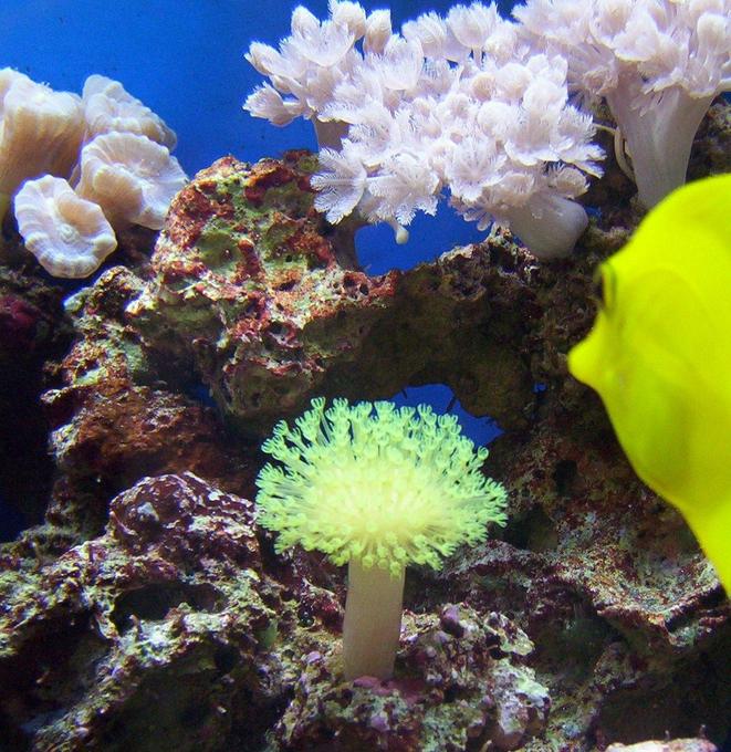 corals inverts - sarcophyton sp. - green polyp leather stocking in 65 gallons tank - green polop toadstool pulsing xenia had to get ride of them because they grew to fast {