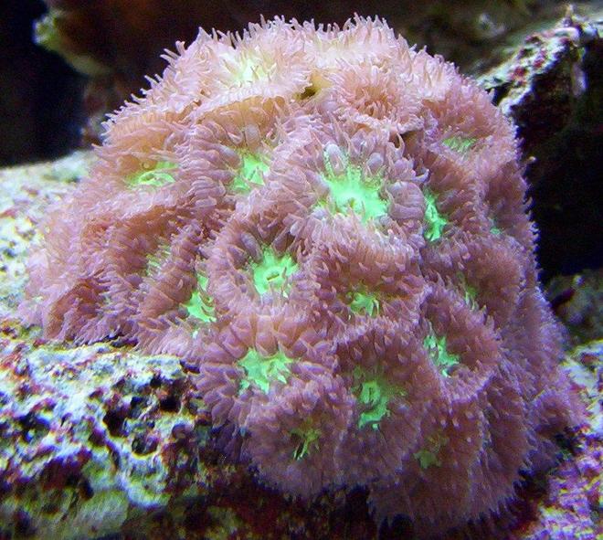 corals inverts - blastomussa merletti - australian big polyp blastomussa stocking in 65 gallons tank - blastomussa merleti