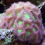 corals inverts - blastomussa merletti - australian big polyp blastomussa stocking in 65 gallons tank - blastomussa merleti