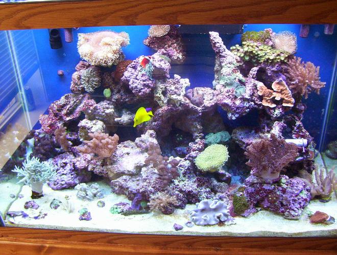 65 gallons reef tank (mostly live coral and fish)