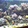 fish tank picture - my 125 after two years