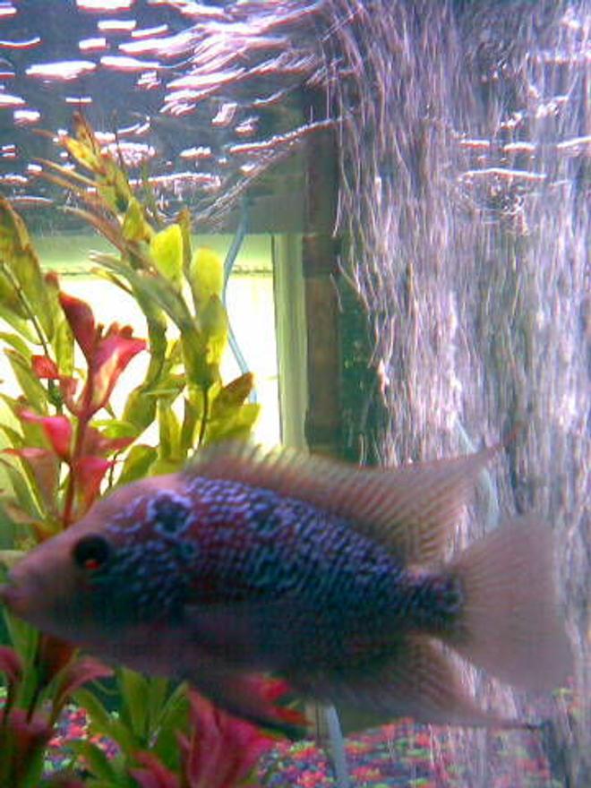 freshwater fish - cichlasoma sp. - flower horn cichlid stocking in 29 gallons tank - my new flowerhorn