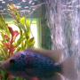 freshwater fish - cichlasoma sp. - flower horn cichlid stocking in 29 gallons tank - my new flowerhorn