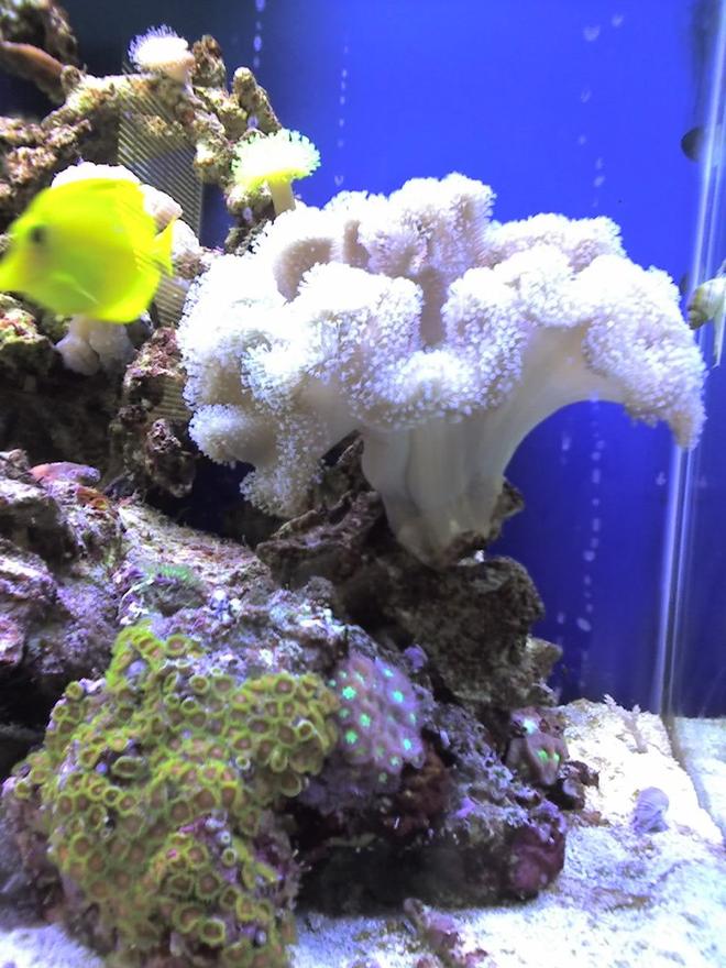 corals inverts - sarcophyton sp. - toadstool mushroom leather coral stocking in 65 gallons tank - sarcophyton sp
not bleached i have propagated this coral  over 65 times .  almost the size of a soccer ball.