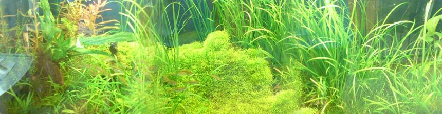 Rated #75: 53 Gallons Planted Tank - plant tank