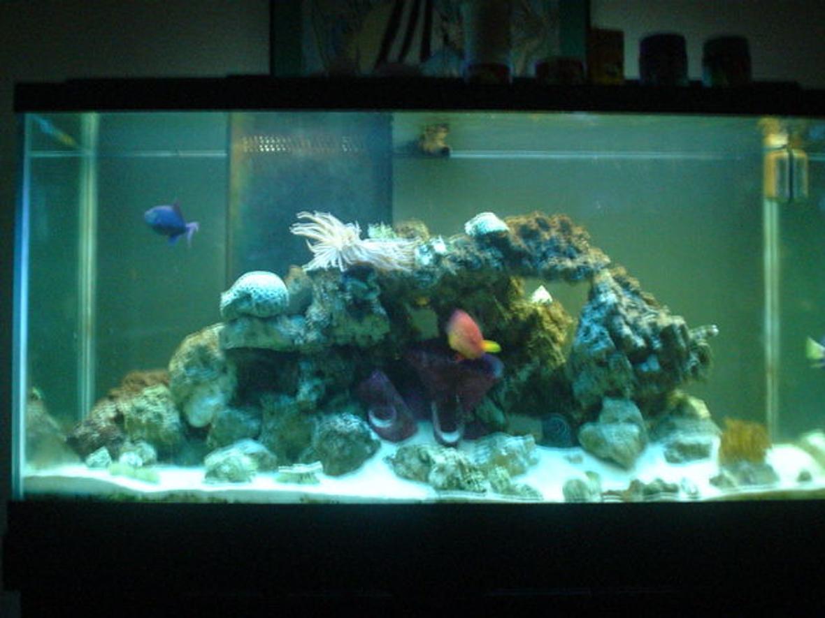 90 gallons saltwater fish tank (mostly fish, little/no live coral) - 90 gal FOWLR