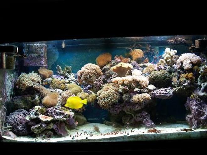 90 gallons reef tank (mostly live coral and fish) - 3 years
