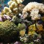 corals inverts - zoanthus sp. - colony polyp stocking in 90 gallons tank - 3 years