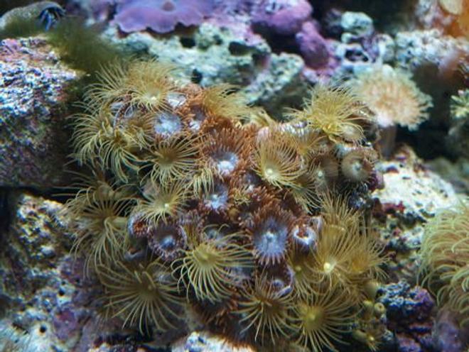 corals inverts - undescribed zoanthid - colony polyp, yellow stocking in 90 gallons tank - 3 years