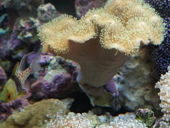 corals inverts - sarcophyton sp. - toadstool mushroom leather coral stocking in 90 gallons tank - 3 years