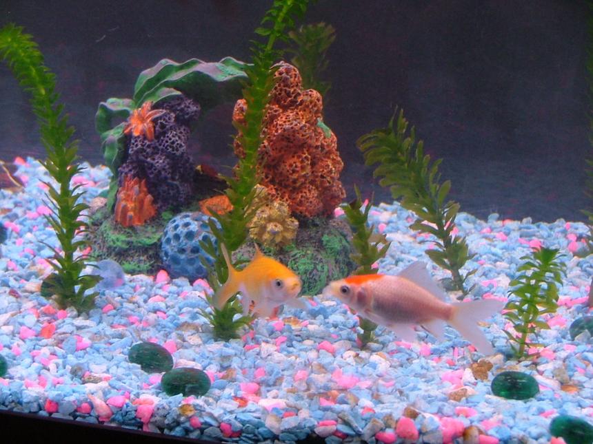 Rated #2202: Freshwater Fish - Cyprinus Carpio - Koi Stocking In 55 Gallons Tank - We are friends forever.