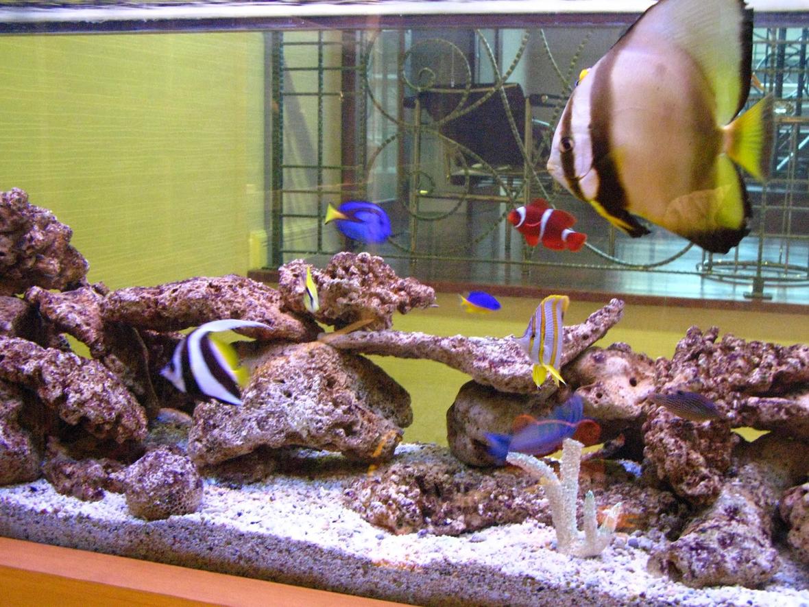 150 gallons saltwater fish tank (mostly fish, little/no live coral) - Saltwater Fish Tank with Coral Rock: 1 x Batfish, 4 x Clown Fish, 2 x Blue Damsel, 1 x Moon Wrasse, 1 x Tear Drop Butterfly, 1x MaroonClown Fish, 1x Heniochus Butterfly, 1 x Blue Hippo Tang, 1 x Lemon Damsel, 1 x Red Coris Wrasse, 1 x Copper Banded Butterfly, 2 xYellow Belly Damsel, 1 x Six Line Wrasse, Orbicula Puffer, Miniatus Grouper