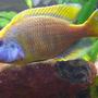 freshwater fish - nimbochromis venustus - venustus cichlid stocking in 125 gallons tank - My 8" venustus male