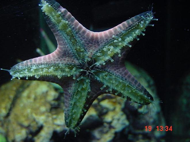 corals inverts - protoreastor nodosus - chocolate chip starfish stocking in 55 gallons tank - patrick! my chocolate star.