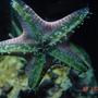 corals inverts - protoreastor nodosus - chocolate chip starfish stocking in 55 gallons tank - patrick! my chocolate star.