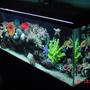 fish tank picture - livingroom scuba!