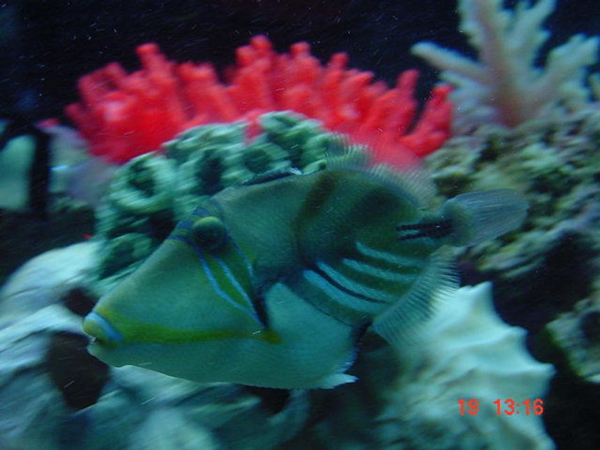 Rated #72: Saltwater Fish - Rhinecanthus Aculeatus - Humu Picasso Triggerfish Stocking In 55 Gallons Tank - My huma trigger.